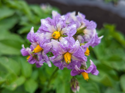 農薬化学肥料不使用！しっとり＆ホクホク！じゃがいも『メークイン』4kg（サイズ無選別）