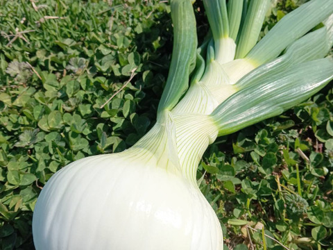 淡路島新玉葱自然栽培3キロ【固定種 在来種　完全農薬不使用　無肥料栽培　種子消毒無し【有機JAS法で認められた農薬・肥料・土壌改良剤も一切不使用】自然の力だけで栽培　数量限定予約販売開始ご予約順次発送