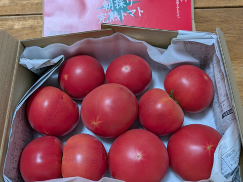 【12月再販予定】ずっしり❗️ジューシー❗️朝採り完熟トマト(規格外)