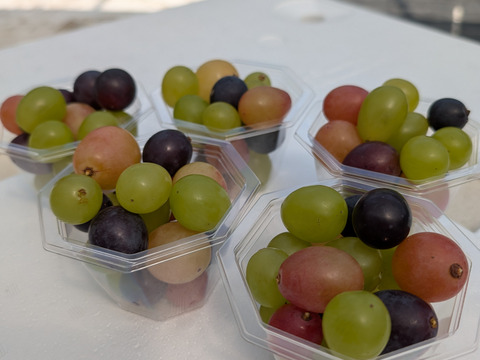 【一粒の甘さ】ぶどう食べ比べセット180g程度×5p