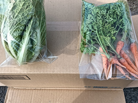 超新鮮!朝採り!珍しい野菜含む旬野菜ガチャ9連〜10連