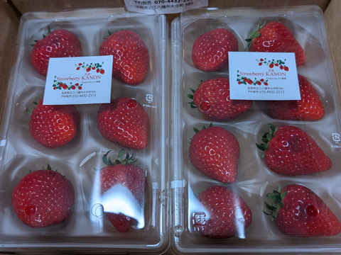 2024年全国いちご選手権入賞いちご！希少品種　四つ星級【よつぼし】250g×2P