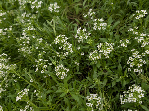 お料理を華やかに、アリッサム30房、エディブルフラワー
