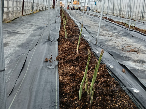 鮮度抜群！グリーンアスパラガス500g