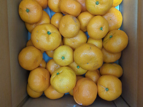 【食べチョクで１番売れてるみかんです！】夕やけみかん（5㎏）（圧倒的人気のみかんです！）