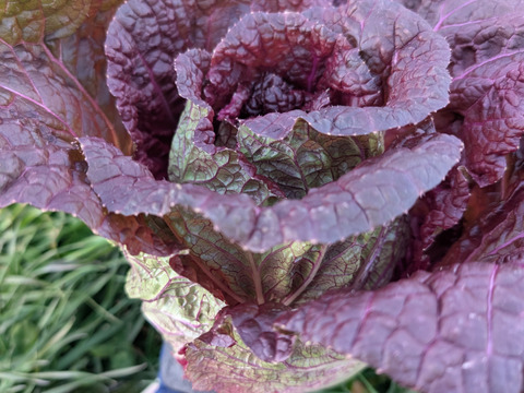 京の冬野菜セット2026【漢方栽培】