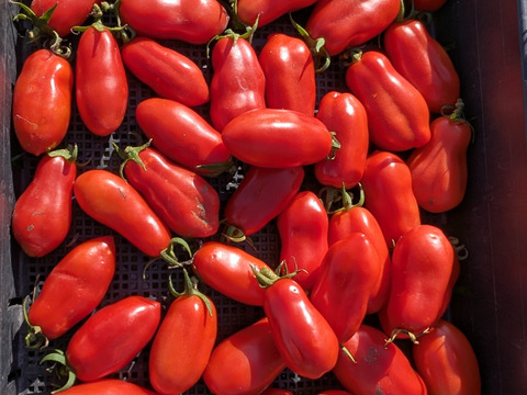 トマト　サンマルツァーノ