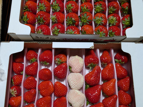 大切な方へイチゴで想いを届ける！「品種：恋みのり（3L以上）」（1.3kg）