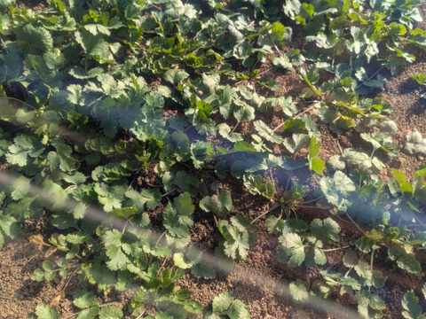 【1kg】露路栽培！！強烈な匂いの小ぶりな今朝獲れ新鮮パクチー(*☻-☻*)