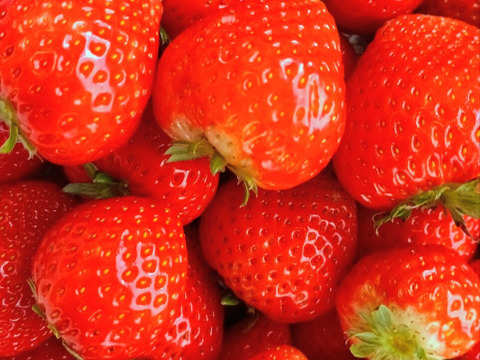 栃木県産とちあいか！たっぷり約2kg！規格外のため格安！甘くて酸味が少ない品種です！