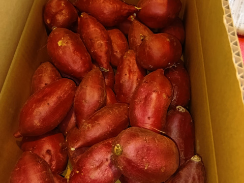 セール中！【新芋】シルクスイート　丸Sサイズ　5kg さつまいも