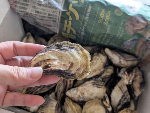 日本唯一の大入島オイスター 真カキ【20〜25個入】時期により多少個数に変化があります。農林水産大臣賞受賞、牡蠣の苦手な人でも食べれると評判です。