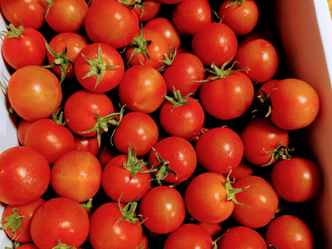 クール発送【Z1.8】皮が薄くジューシーな中玉フルーツトマト　ゼッピン娘(華おとめ)　1.8kg