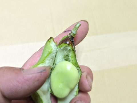 5月発【訳あり♫ 】”みずみずしい”1粒  そら豆 1800g from 名水の里　神奈川県秦野市