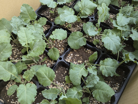 １月発　【早春の高級食材♫】ケール✖️芽キャベツ＝“プチヴェール“　（予約増量）　450g →500g〜from 名水の里　神奈川県秦野市