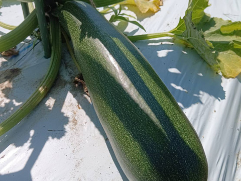 自然栽培なす　焼き茄子、正直とろけます！【予約販売開始　数量限定】自然栽培★希少固定種 在来種専門農家（ Awaji369farmからお届け）農薬不使用　無肥料栽培【淡路島産　固定種　なす1.5kg】