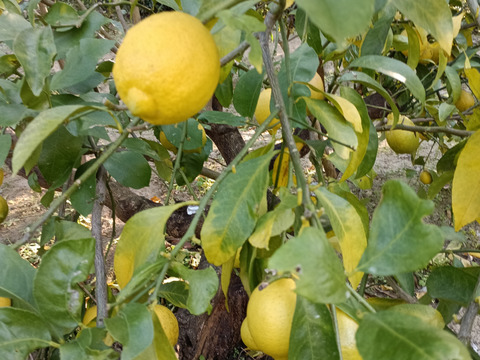 防腐剤、ワックス不使用　小玉レモン　良品２kg(約23個入）