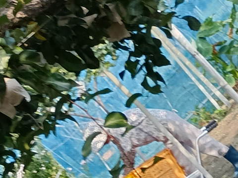 糖度13以上 BIGサイズ美味しい豊水梨5㎏箱 8～12個入り