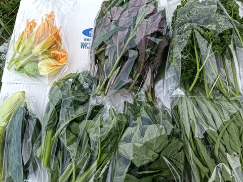 夏野菜ガチャ 10連