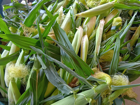 ヒゲ付き　スイートコーンのヤングコーン30本