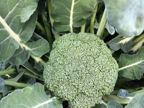 鮮度バツグン 旬の野菜セット80サイズ　６～８品種