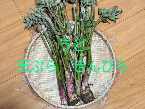 ❮天然❯春の山菜3点セット