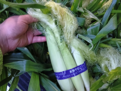 ヒゲ付き　スイートコーンのヤングコーン30本