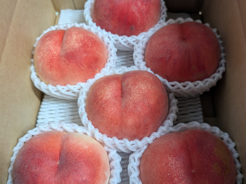 【お届けは９月下旬頃】さくら(おうち用)「食感サクサクさくら♪」２ｋｇ