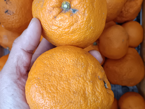 広島産柑橘はるみ　訳あり品　プチプチ弾ける食感　5kg　おまけ付き