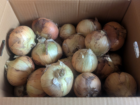 【白子町特産】✨林農園の新玉ねぎ✨（10kg）