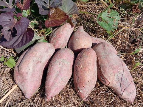 自然栽培【初物】さつまいも【安納芋】3 キロ固定種 在来種（ 淡路島産3600円）農薬不使用　無肥料栽培