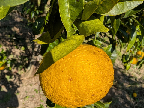 採れたて！まる美農園の柚子（2kg）【栽培期間中農薬不使用、ワックス防腐剤不使用】
