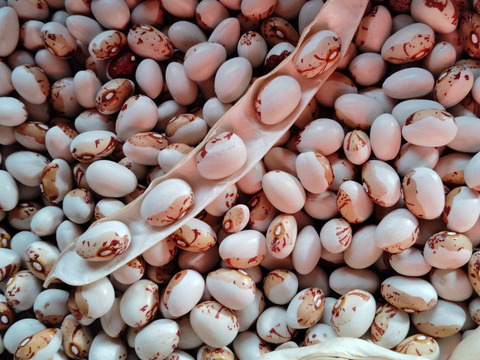 【北海道十勝産】虎豆（1.0kg／レターパックライトで発送）