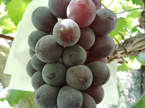 岡山県産グロースクローネ1キロ(2〜3房)