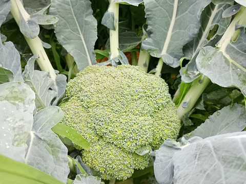 朝どれ ブロッコリー 約３Kg  ３Ｌサイズ ６個入り 収穫当日出荷