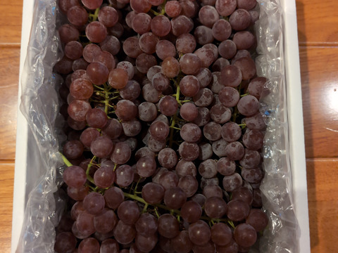 【朝どれ】予約開始！！ご家庭用に★訳あり完熟ぶどうデラウェア、ジャム・スムージーなどにも❗