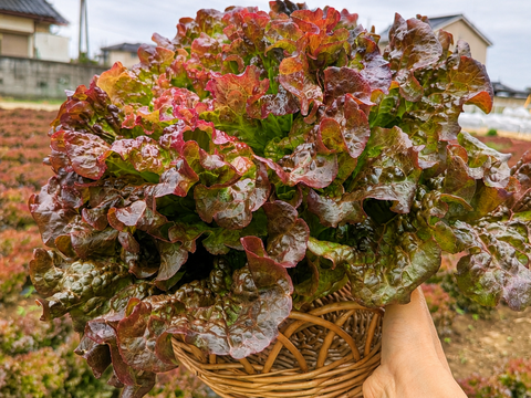 【朝採れ発送】赤紫がきれいなサニーレタス 3株 約900g｜茨城県境町産｜農薬・除草剤：栽培期間中不使用
