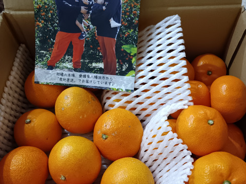 まどんな（ご家庭用・２㎏）+夕やけみかん（ご家庭用・２㎏）