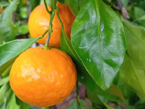 【福袋】自慢の一品　甘い早生　みかん　5kg 第4回みかん選手権　入賞おどけるみかん　菊みかん　ボコボコみかん　大小サイズ混合　家庭用