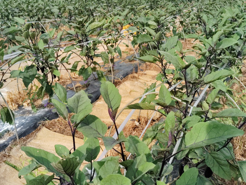 茨城産長ナス　業務用9キロ　産直直送