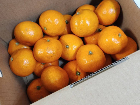 リピーター様続出♪甘くてジューシー♪まーくん家の完熟みかん お試し2キロ箱