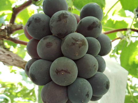 岡山県産グロースクローネ1キロ粒(500gパック×2)