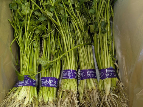 【クール便】歯応え抜群の根っこ付き！シャキシャキ食感！『茨城県産せり』120g×5束