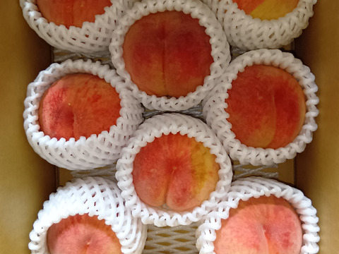 希少品種が入るかも！【品種おまかせ🍑白桃】訳あり2kg ※8~9月発送