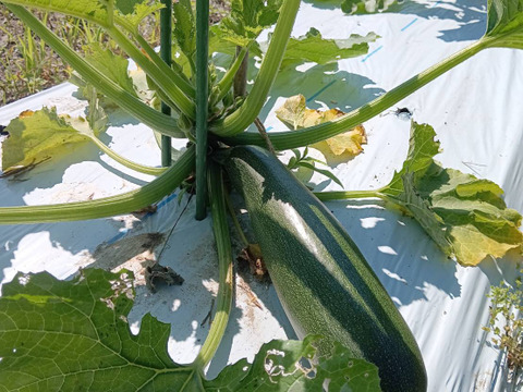 【淡路島 自然栽培 固定種 ズッキーニ】2キロ 無肥料 農薬不使用　サラダにお新香、グリルにソテー、緑色白ズッキーニ（UFO）食べ比べ