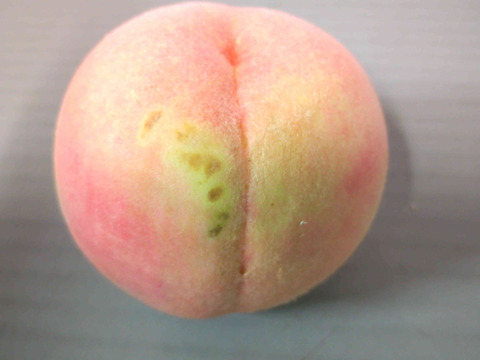 川中島 4kg(2kg×2箱) 家庭用 山形県産　1箱に6〜15玉入