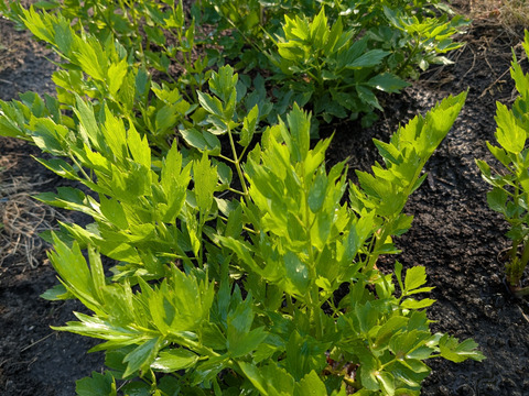 香り豊かなラベージ フレッシュ 50g