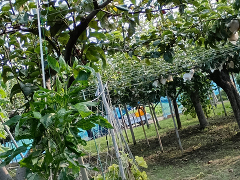 果汁たっぷり糖度13以上美味しい
大きな豊水梨 3個入り