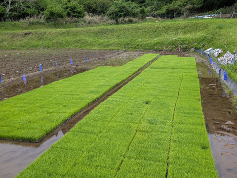マジでうまい！令和8年産コシヒカリ玄米10kg（はざ掛け自然乾燥