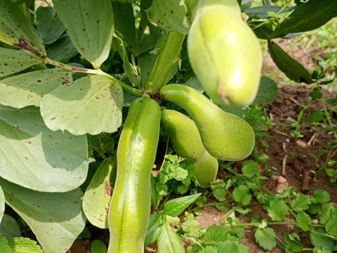茨城県産 ソラマメ 三粒鞘 約4kg 鞘付 朝収穫して当日発送